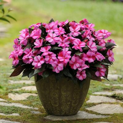 Impatiens hawkeri Celebration Purple Star