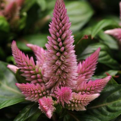 Celosia Kosmo Pink