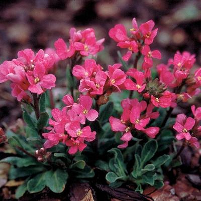 Arabis blepharophylla Red Sensation