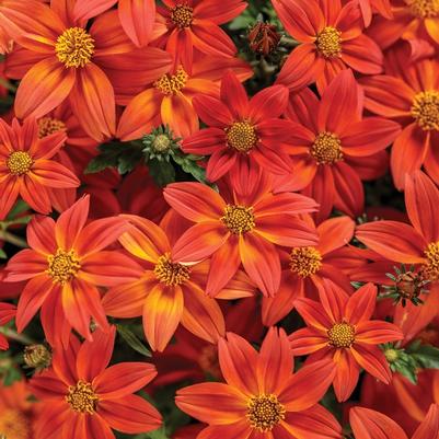 Bidens Campfire® Flame