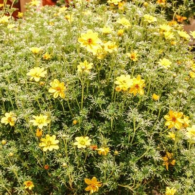 Bidens ferulifolia Goldilocks Rocks®