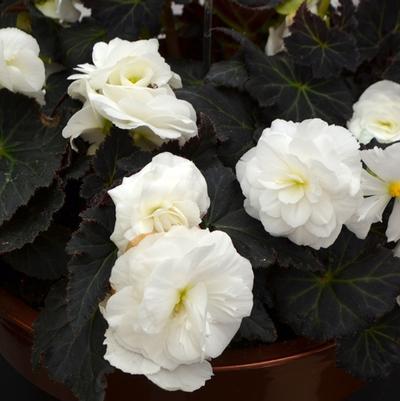 Begonia x tuberhybrida Nonstop® Mocca White