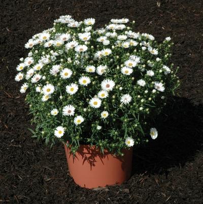 Aster novi-belgii Puff&trade White