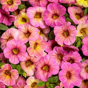 Calibrachoa Superbells® Prism™ Pink Lemonade