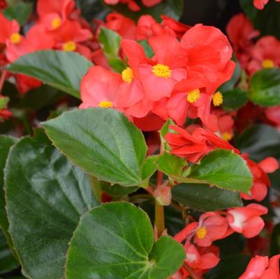 Begonia x benariensis Big™ Red Green Leaf