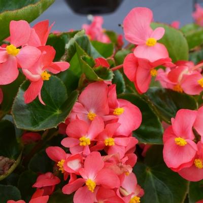 Begonia x benariensis Big™ Rose Green Leaf