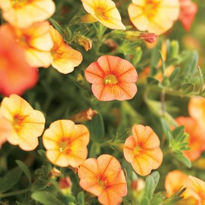 Calibrachoa Superbells® Dreamsicle®