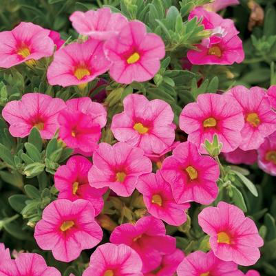 Calibrachoa Superbells® Pink