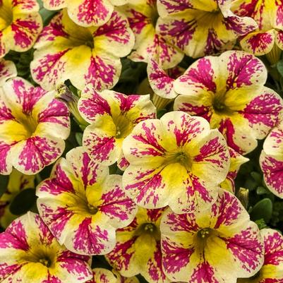 Calibrachoa Superbells® Holy Moly!®