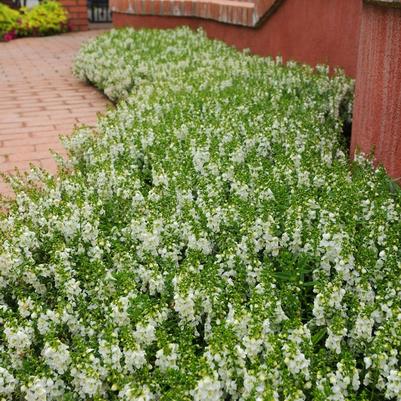 Angelonia angustifolia Serenita® Whiteccc