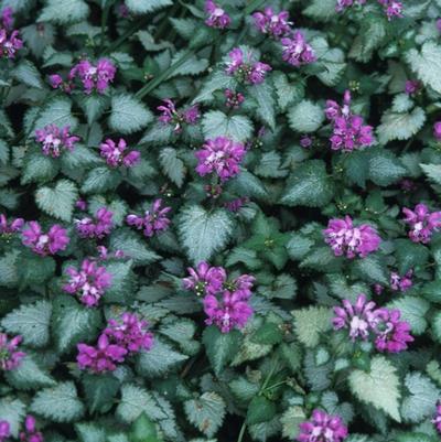 Lamium maculatum Beacon Silver