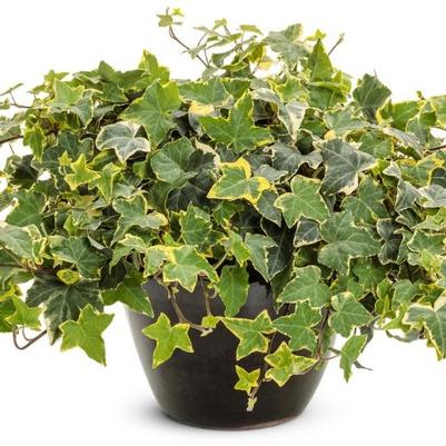 Hedera helix Goldchild