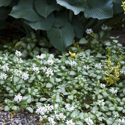 Lamium maculatum White Nancy