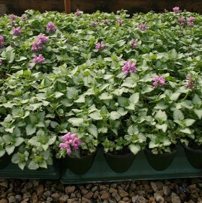 Lamium maculatum Red Nancy