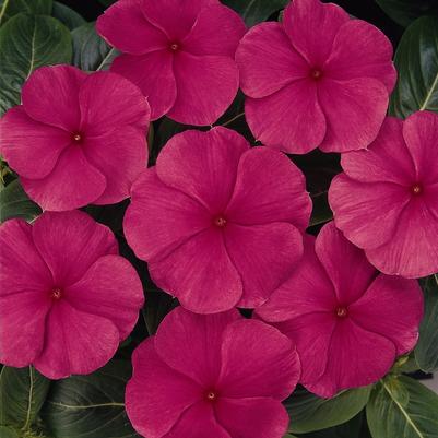 Catharanthus roseus Titan™ Punch