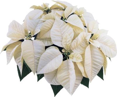 Poinsettia-Euphorbia pulcherrima Whitestar