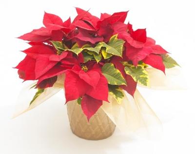 Poinsettia-Euphorbia pulcherrima Tapestry