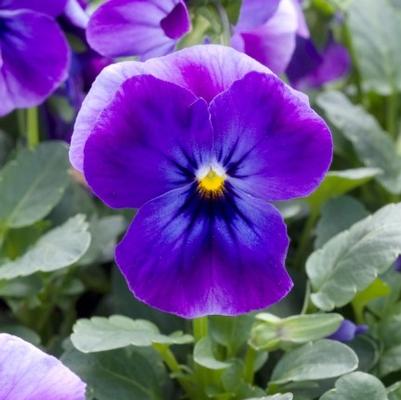 Viola cornuta Skippy Blue