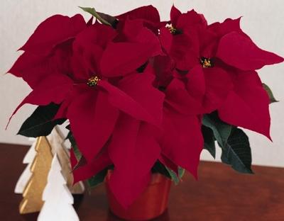 Poinsettia-Euphorbia pulcherrima Prestige Red