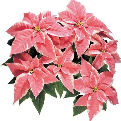 Poinsettia-Euphorbia pulcherrima Marblestar