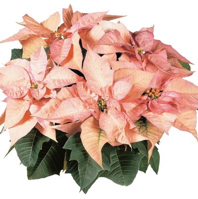 Euphorbia pulcherrima Cinnamon Star™