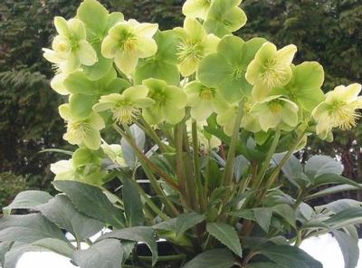 Helleborus x ericsmithii Winter Magic™ Snow Love