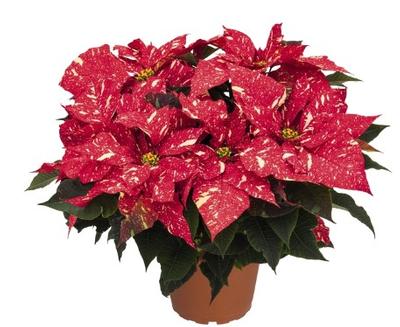Poinsettia-Euphorbia pulcherrima Red Glitter/Jingle Bells