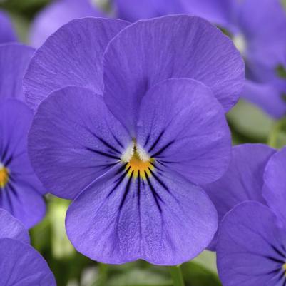 Viola cornuta Penny™ Blue