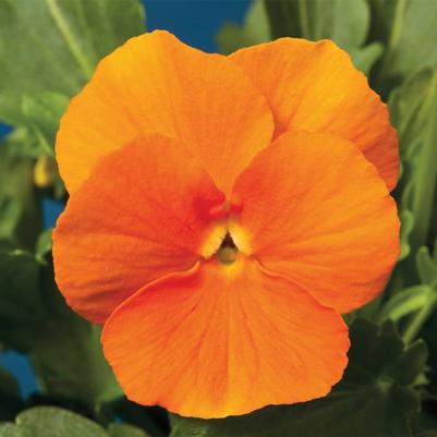 Viola cornuta Penny™ Orange