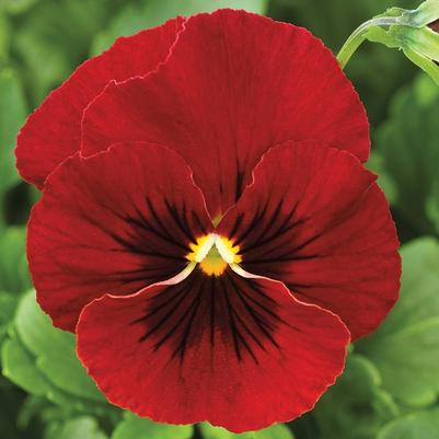 Viola cornuta Penny™ Red Blotch