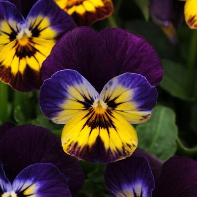 Viola cornuta Sorbet® Midnight Glow