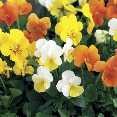 Viola cornuta Penny™ Citrus Mix