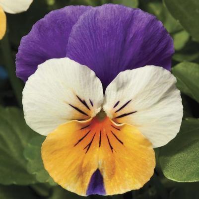 Viola cornuta Penny™ Peach Jump-up