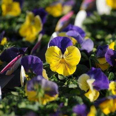 Viola x wittrockiana Morpheus