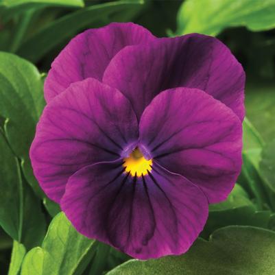 Viola cornuta Penny™ Violet