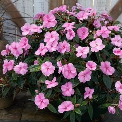 Impatiens SunPatiens® Compact Lavender Splash