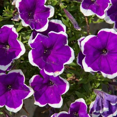 Petunia Headliner™ Violet Picotee