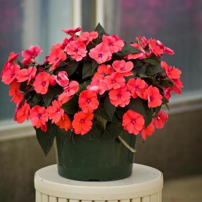 Impatiens SunPatiens® Compact Deep Rose