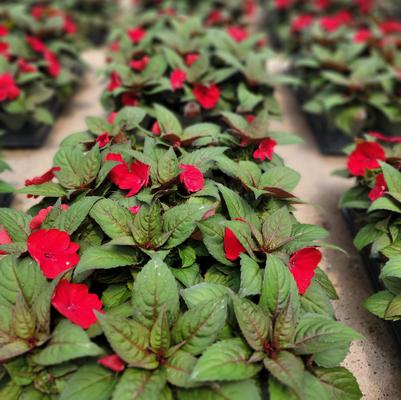 Impatiens SunPatiens® Compact Deep Red