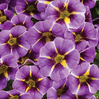 Calibrachoa Superbells® Evening Star™