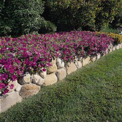 Petunia Wave® Lavender