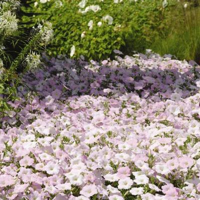 Petunia Wave® Misty Lilac