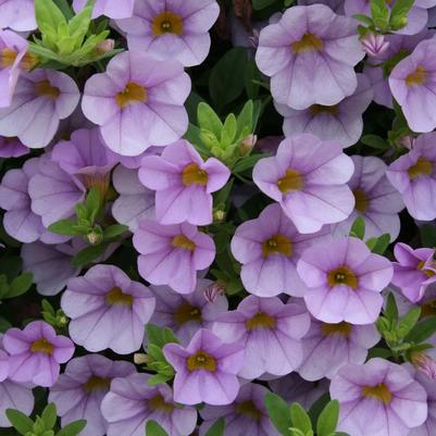 Calibrachoa Superbells® Miss Lilac