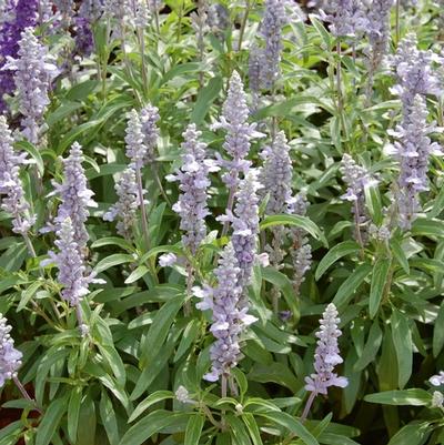 Salvia farinacea Cathedral™ Sky Blue