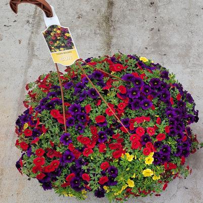 Calibrachoa Trixi® Bolero 18