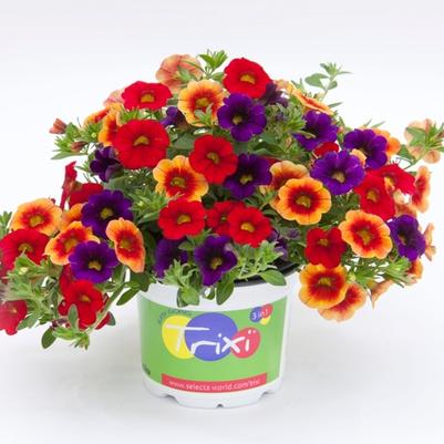 Calibrachoa Trixi® Caribbean Cocktail 18