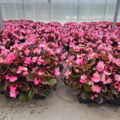 Begonia semperflorens Senator Bronze Leaf Rose