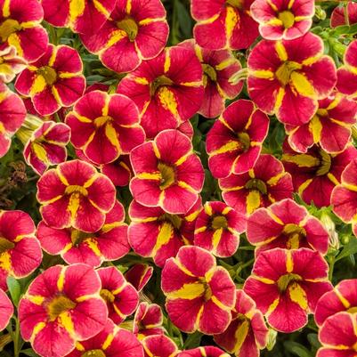 Calibrachoa Superbells® Cardinal Star™