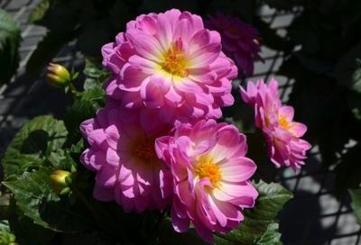 Dahlia Hypnotica® Rose Bicolor