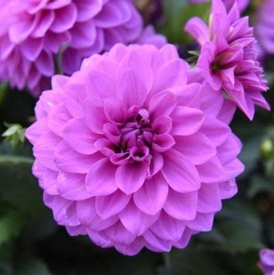 Dahlia Hypnotica® Lavender